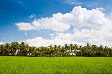Çeltik ve Hindistan cevizi ağacı arka planda satır