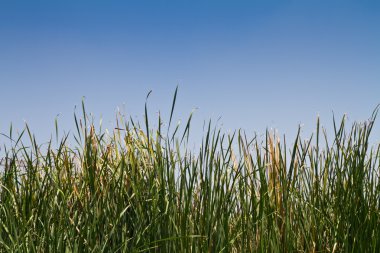 Lisdoddefamilie angustifolia bos