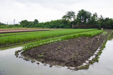 sabah zafer çiftlik