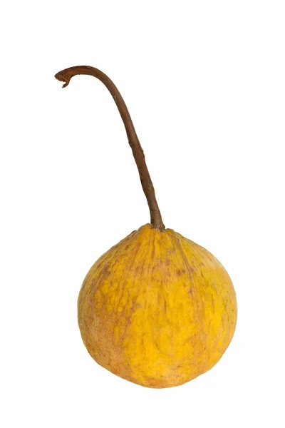 Santol-Früchte — Stockfoto