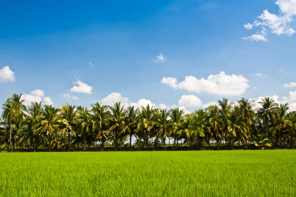 Рисовый рис и ряд кокосовых деревьев — стоковое фото