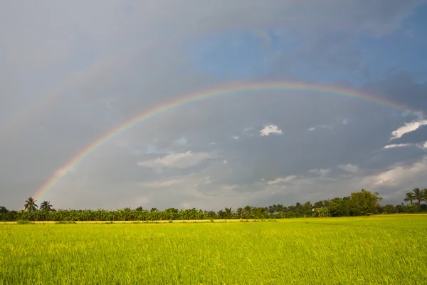 Rijst veld met bewolkte hemel en regenboog op achtergrond — Stockfoto