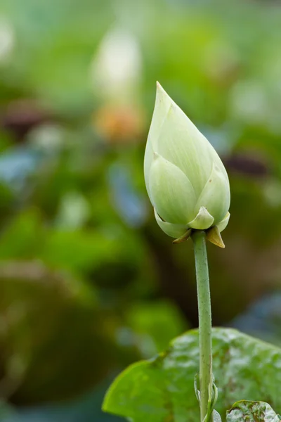 Flores de lótus para budista — Fotografia de Stock