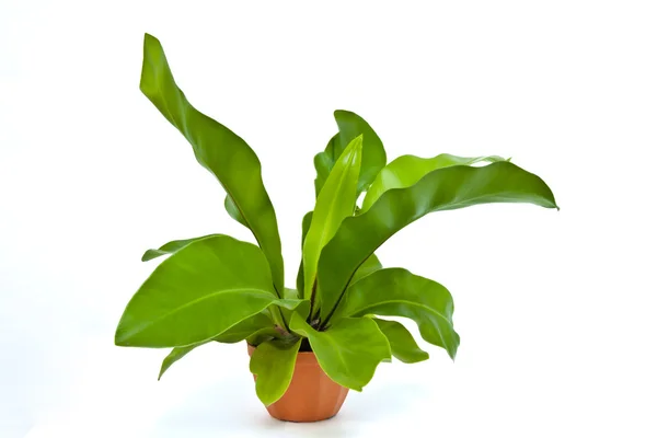 fern kuşlar yuva