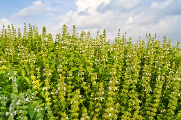 Basilico dolce con fiori in azienda — Foto Stock