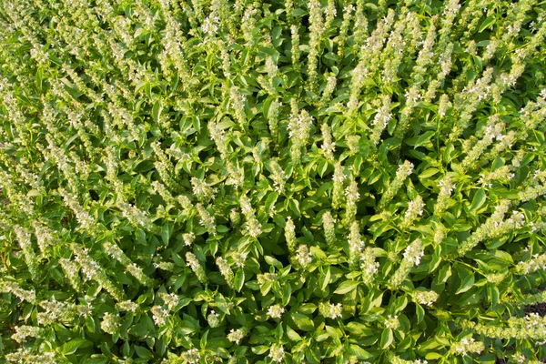 Basilico dolce con fiori in azienda — Foto Stock