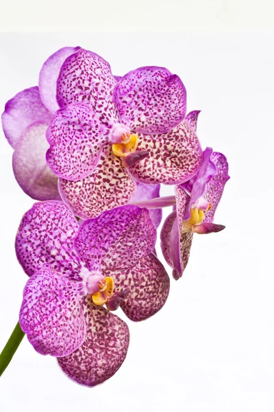 Ácido púrpura, Vanda, sobre fondo blanco —  Fotos de Stock