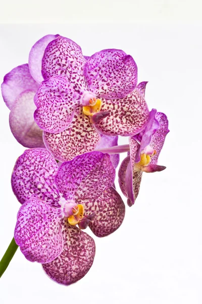 Purple orcid, vanda, na bílém pozadí — Stock fotografie