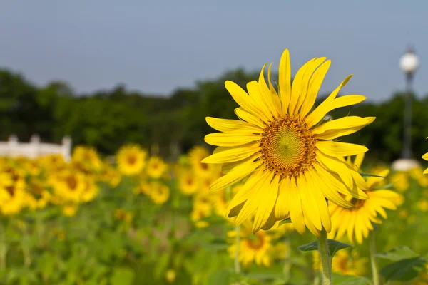 Granja de girasol —  Fotos de Stock