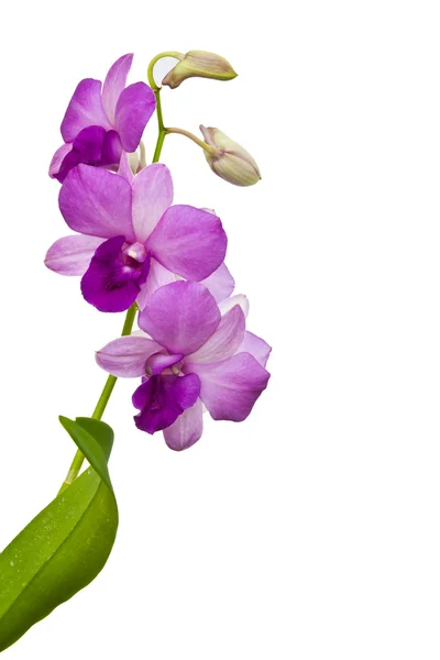 Lila Orchidee auf weißem Hintergrund — Stockfoto
