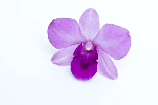 Purple orchid on white background — Stock Photo, Image
