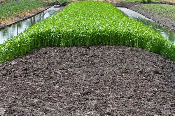 Gloria de la mañana en tierras de cultivo — Foto de Stock