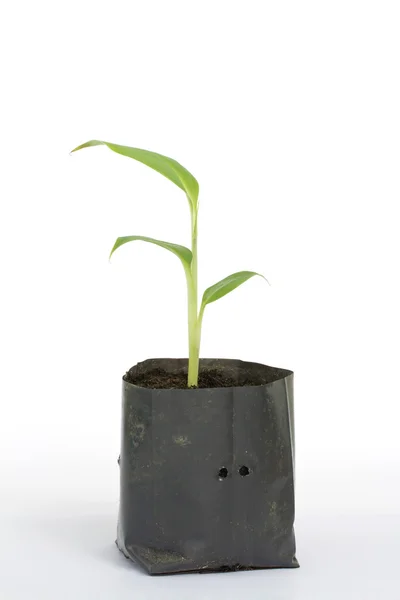 Ung bananväxt — Stockfoto