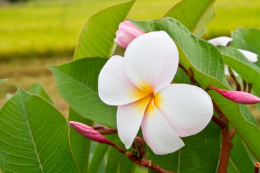Plumeria çiçek