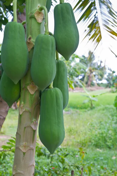 Papaya on tree in the farm — Stock Photo, Image