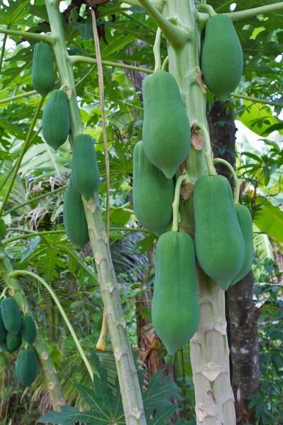 Papaya on tree in the farm — Stock Photo, Image
