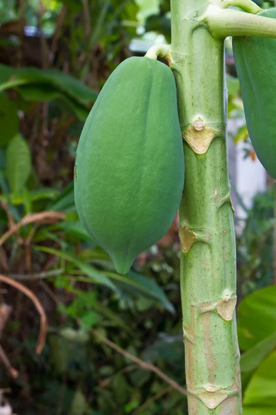 Papaya on tree in the farm — Stock Photo, Image