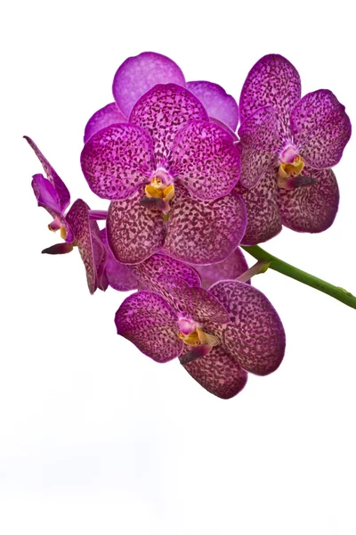 Fialová orchidej vanda — Stock fotografie