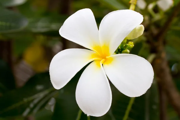 Plumeria flower — Stock Photo, Image