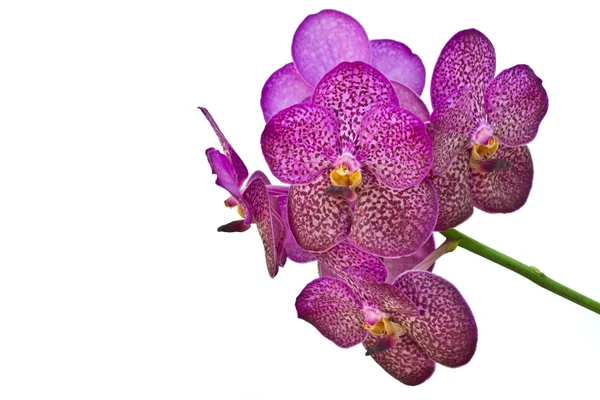 Orquídea Vanda púrpura aislada en blanco —  Fotos de Stock