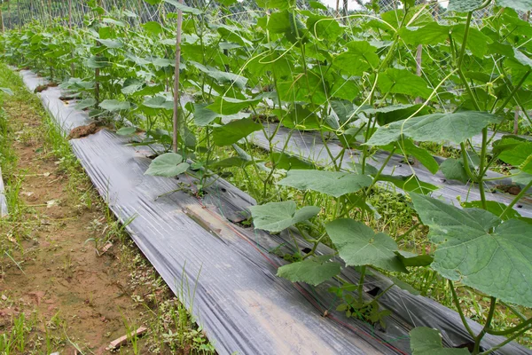 Granja de pepinos —  Fotos de Stock