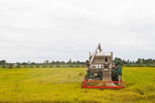 Gabungan panen padi di sawah — Stok Foto