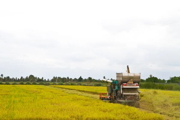 Combineren oogsten rijst in paddy — Stockfoto