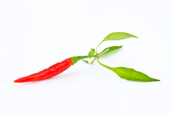 Chilli — Stock fotografie