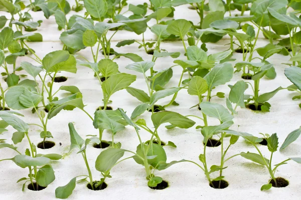 Hydroponics grönsaker — Stockfoto