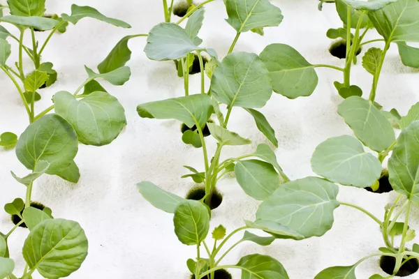 Hydroponisches Gemüse — Stockfoto