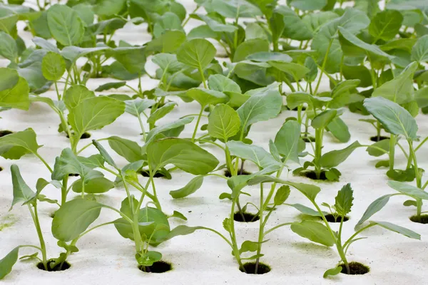 Hydroponics grönsaker — Stockfoto