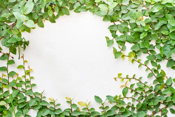 Zöld kúszónövény növény fehér falon gondoskodik a kör alakú keret — Stock Fotó