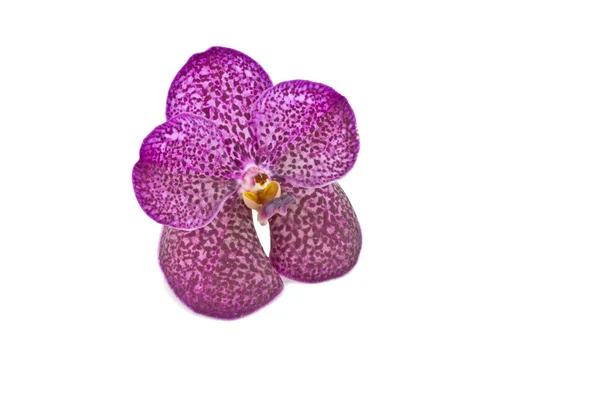 Purple Vanda orchid — Stock Photo, Image