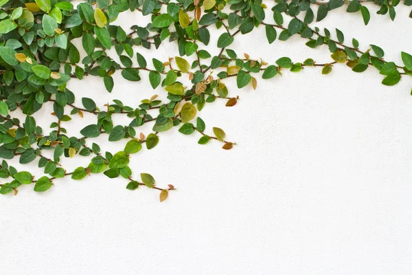 Grüne Schlingpflanze an der weißen Wand — Stockfoto