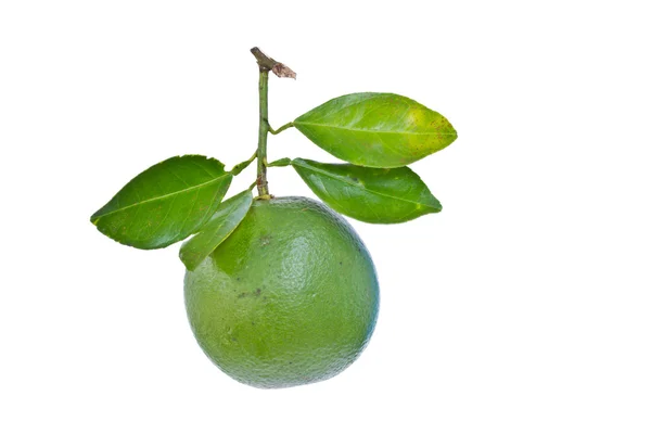 Citrus sinensis — Foto de Stock