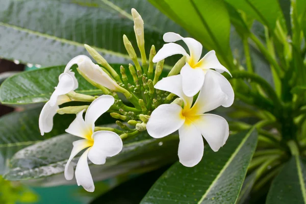 Vit plumeria blomma — Stockfoto