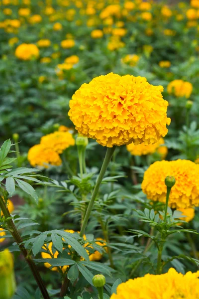 Fiori di calendula nella fattoria — Foto Stock