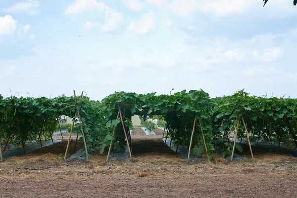 Plantas de calabaza amarga en una granja cerrada —  Fotos de Stock