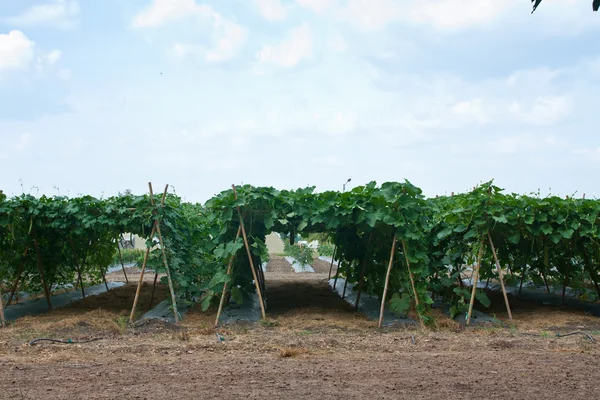 Amaro Gourd piante in una fattoria chiusa — Foto Stock