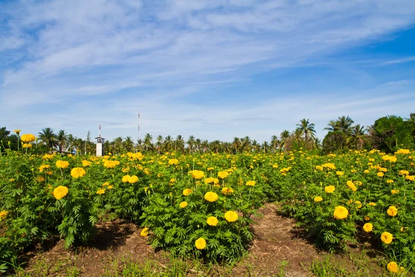 Flor de caléndula —  Fotos de Stock