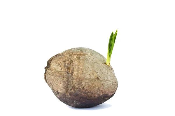 Broto de coqueiro — Fotografia de Stock
