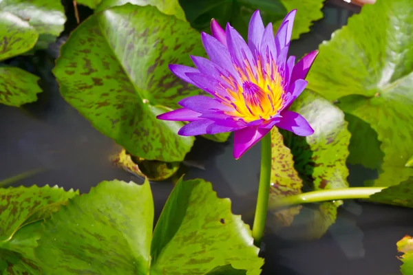 Purple waterlily — Stock Photo, Image