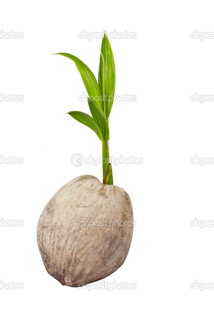 Sprout of coconut tree