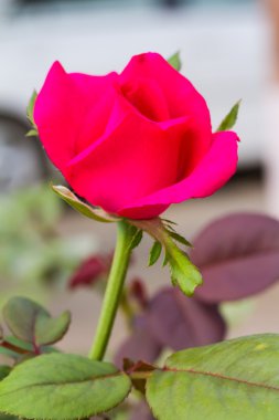 Bahçedeki şubede kırmızı gül