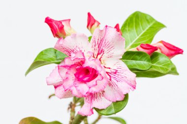 çöl gülü veya adenium obesum çiçek