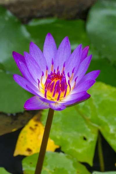 Púrpura Waterlily — Fotografia de Stock