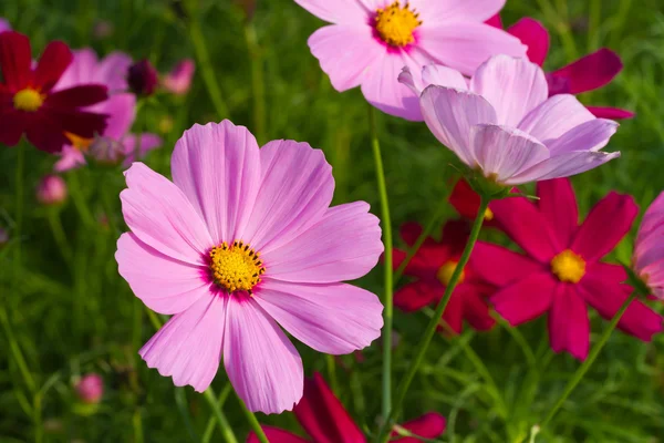 Cosmos flores — Foto de Stock