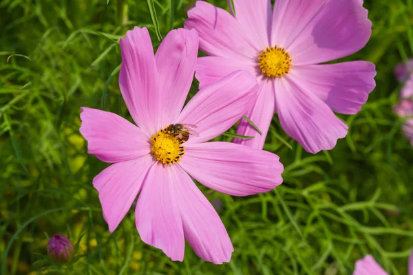 Cosmos flower with bee — Stock Photo, Image
