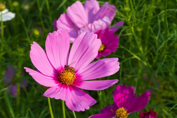 Cosmos flower with bee — Stock Photo, Image