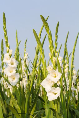 gladiola çiçek